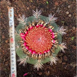 ส่งฟรี Melocactus amoenus Pfeiff. เมโลแคคตัสอาโมเนียส หรือเจ้าเมโลหมวกแดง ออกเซฟฟาเลี่ยมใหญ่มีอายุ 7 - 8 ปี