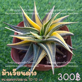 Haworthia​ ฮาโวเทีย ม้าเวียนด่าง Succulent Echeveria​ Haworthia ​lithop ร้านใบบุญ​กุหลาบหิน​ไม้อวบน้ำ​