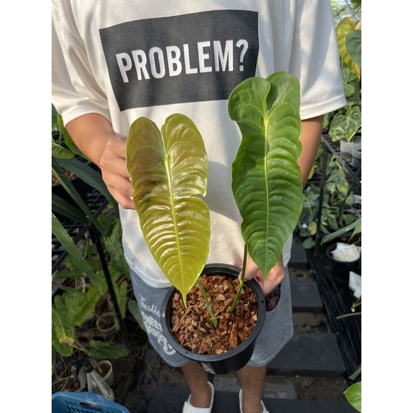 Anthurium veitchii (king)
