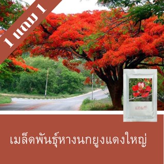 เมล็ดพันธุ์หางนกยูงแดงใหญ่ 1แถม1 (250 เมล็ด)