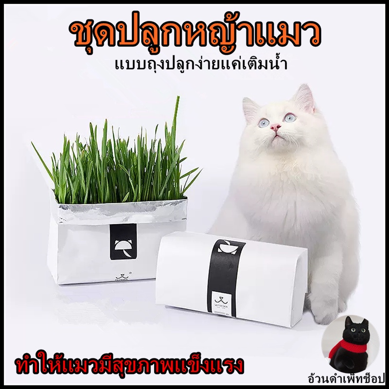 🌱ชุดปลูกหญ้าแมว🌱 แบบถุงปลูกง่ายแค่เติมน้ำ ต้นอ่อนข้าวสาลี ออแกนิกส์ ต้นอ่อนข้าวสาลี หญ้าเเมว สำหรับสัตว์เลี้ยง หญ้าแมว