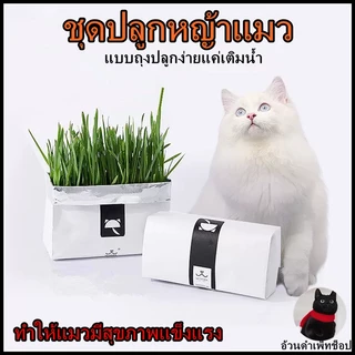 🌱ชุดปลูกหญ้าแมว🌱 แบบถุงปลูกง่ายแค่เติมน้ำ ต้นอ่อนข้าวสาลี ออแกนิกส์ ต้นอ่อนข้าวสาลี หญ้าเเมว สำหรับสัตว์เลี้ยง หญ้าแมว