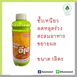 แมมมอท โฟลิไซม์ จีเอ 1ลิตร ขั้วเหนียว ลดการหลุดร่วง สะสมอาหาร ขยายผล เทพวัฒนาปลาคู่