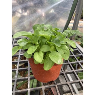 Arugula Rocket Plant 🪴 6”pot (buy 3 get free 1) ต้นร็อกเก็ต กระถาง 6นิ้ว  (ซื้อ3 แถม1)#ร๊อกเก็ต #salad #ผักสลัด #lettuce