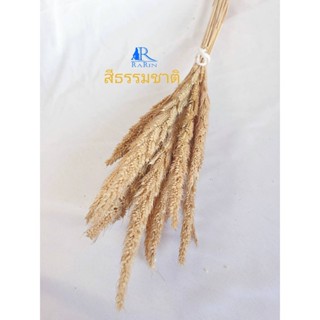 Rarin ดอกหญ้าปีกนก ย้อมสี (สีธรรมชาติ)  ใช้กับงานประดับ ตกแต่ง  มีความสวยงาม  แบร็คดร๊อปถ่ายรูป งานแต่ง ร้านกาแฟ งาน Diy