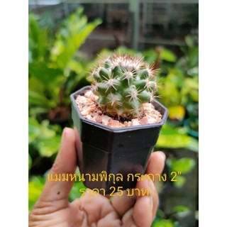 แมมหนามพิกุล ราคาถูก อยู่ในกระถาง 2" พร้อมส่ง