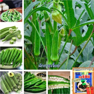 （คุณภาพสูง เมล็ด）ในสต็อกในประเทศไทย ผักกระเจี๊ยบ Okra Seeds 100g บอนไซ บอนไซแคระ ต้นไม้ประดับ/ง่าย ปลูก สวนครัว /ผักชี F