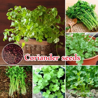 ผลิตภัณฑ์ใหม่ เมล็ดพันธุ์ 2022ปลูกง่าย ปลูกได้ทั่วไทย ของแท้ 100% 100seeds Coriander Seeds Organic Vegetables S /ผักชี C