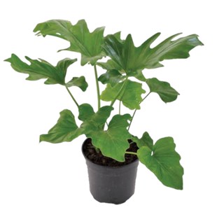 ฟิโลเดนดรอน ใบมะละกอ กระถาง 6 นิ้ว Philodendron bipinnatifidum pot”6