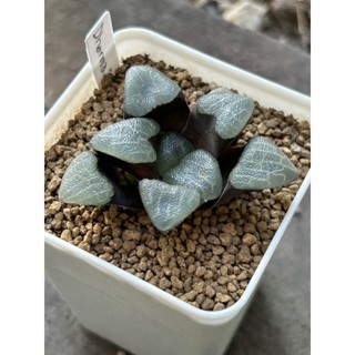 ไม้อวบน้ำ ฮาโวเทีย Haworthia Correcta Dharma ต้นนี้ฟอร์มสวยมากๆ หน้าใบลายสวย (ฮาโวเทีย, แคคตัส, ไม้อวบน้ำ, กระบองเพชร)