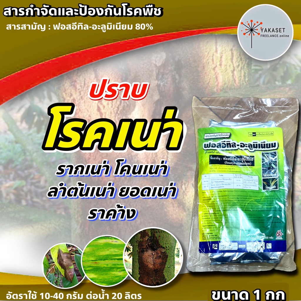 ฟอสอีทิล 66 ฟอสอีทิล-อะลูมิเนียม (fosetyl-aluminium) สูตร 80% WP ขนาด 1 กก สารกำจัดโรคพืช โรคเน่า