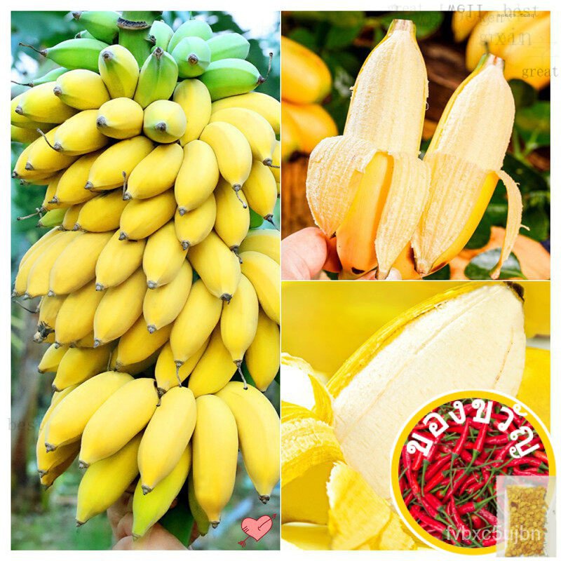 ส่งของจากกรุงเทพ ต้นกล้วยแคระ ต้นกล้วย กล้วยหอมกล้วยจิ๋ว ต้นไม้ที่ปลูกในห้องได้ Dwarf Banana Tree Seeds Mini Bonsai Plan