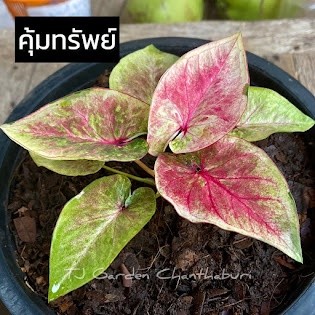 ต้นบอนสี คุ้มทรัพย์ด่าง รับประกันสายพันธุ์แท้ 100% ไซส์เบบี้