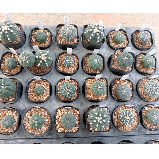 🌵💥แอสโตร คัดหน้าไม้ 💥🌵  Astrophytum asterias  ต้นกระบองเพชร ต้นแคคตัส (แคคตัส กระบองเพชร)  (update 18-1-2023)