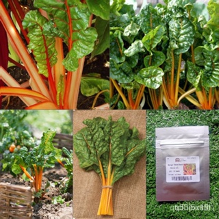 ผลิตภัณฑ์ใหม่ เมล็ดพันธุ์ 2022เมล็ด : เมล็ดสวิสชาร์ด สีส้ม Swiss Chard Orange 15-100 เมล็ด สวิสชาร์ด สวิสชาร์ต  /คะน้า 1