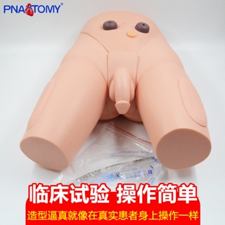 Male catheterization model human body care first aid rehabilitation demonstration props simulation dummy medical school