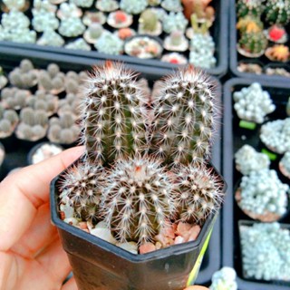 ดินสอดำแคคตัส ไม้พอร์ต ไม้เมล็ด แคคตัส Setiechinopsis Mirabilis กระบองเพชร แคคตัส