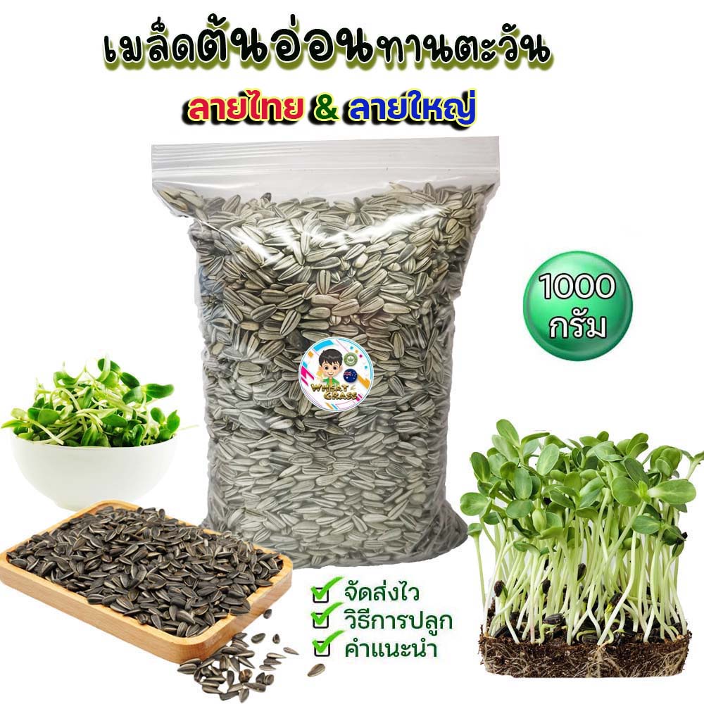 อันดับหนึ่ง 102+ ภาพพื้นหลัง ราคาต้นอ่อนทานตะวันงอกตลาดไท ครบถ้วน