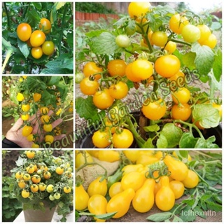 （คุณภาพสูง เมล็ด）เมล็ดพันธุ์ มะเขือเทศ 100 เมล็ด Yellow Cherry Tomato Seeds เมล็ดพันธุ์ผัก ต้นพันธุ์ผลไม้ เมล็ดบ/ผักชี U