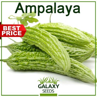 ผลิตภัณฑ์ใหม่ เมล็ดพันธุ์ จุดประเทศไทย ❤[Galaxy Seeds] Ampalaya Seeds for Planting Vegetable Plants (4 Seeds) &amp; /คะน้า U