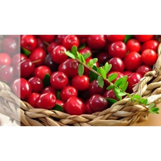 เมล็ดพันธุ์ อิงลิช แครนเบอร์รี่ (English Cranberry Seed) บรรจุ 45 เมล็ด ของแท้ คุณภาพดี ราคาถูก นำเข้าจากต่างประเทศ