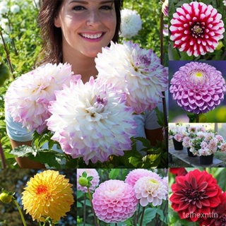 （คุณภาพสูง เมล็ด）เมล็ดพันธุ์ ดอกรัก บอนสี Dahlia flower seeds 100 เมล็ด ต้นไม้มงคล ต้นไม้ฟอกอ/ง่าย ปลูก สวนครัว /คะน้า U