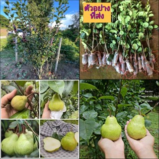 (1กิ่งตอน กิ่งตอน ต้นลูกแพรเขียวไทย ต้น ลูกแพรเขียวไทย ลูกแพร เขียวไทย Thai Green Pear ลูกแพรเขียว ลูกแพรเขียวไทย ลูกแพร