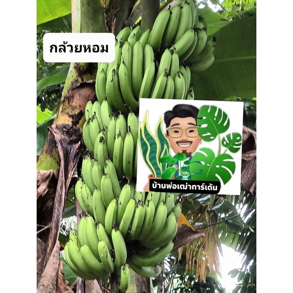 กล้วยหอมทอง กล้วยเล็บมือนาง กล้วยไข่ หน่อกล้วย
