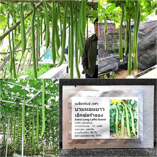 เมล็ดพันธุ์ บวมหอมยาว เอ็กซ์ตร้าลอง Extra Long Luffa Gourd Seed 10 เมล็ด คุณภาพดี ราคาถูก ของแท้ 100%