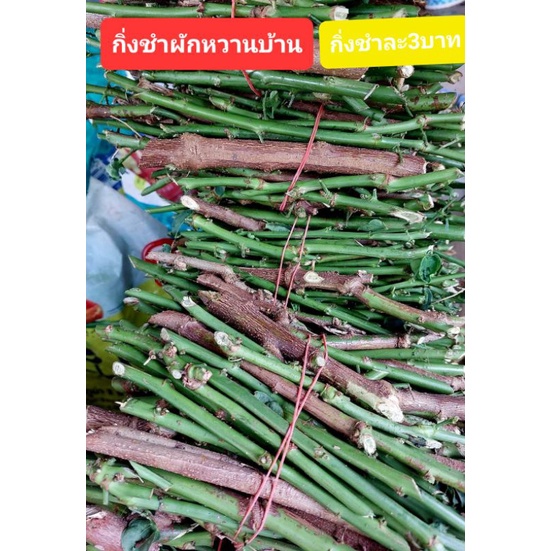 กิ่งชำผักหวานบ้าน กิ่งละ 3 บาท เป็นกิ่งที่ยังไม่มีราก 100 กิ่ง 300 บาท ราคา Sale