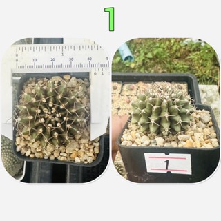 ยิมโนคริส ยิมคริส คริสตาต้า กระบองเพชร แคคตัส ยิมโนคาไลเซียม Gymnocalicium cristata cactus