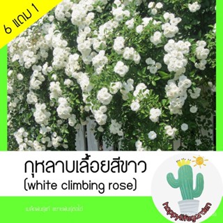 （โรงงานขายส่ง）เมล็ดพันธุ์ กุหลาบเลื้อย [สีขาว] white climbing rose/ง่าย ปลูก สวนครัว เมล็ด/ผักชี JIN2