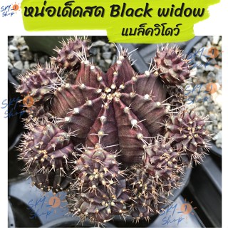 หน่อเด็ดสด ยิมโนด่าง โคลน แบล็ควิโดว์ Blackwidow ยิมโนด่าง แม่ม่ายดำ