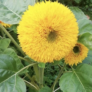 เมล็ดพันธุ์ดอกทานตะวันหมี (เท็ดดี้แบร์) 60 เมล็ด