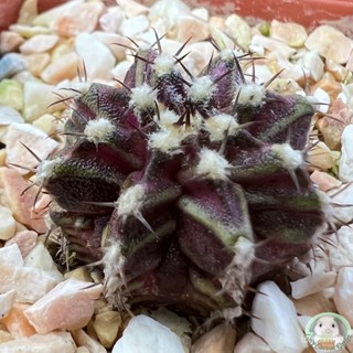 (B50) ต้นยิมโนหน้ายับ ลูก Trex ไม้เมล็ด - (gymnocalycium) - แคคตัส/ผักชี SDRW