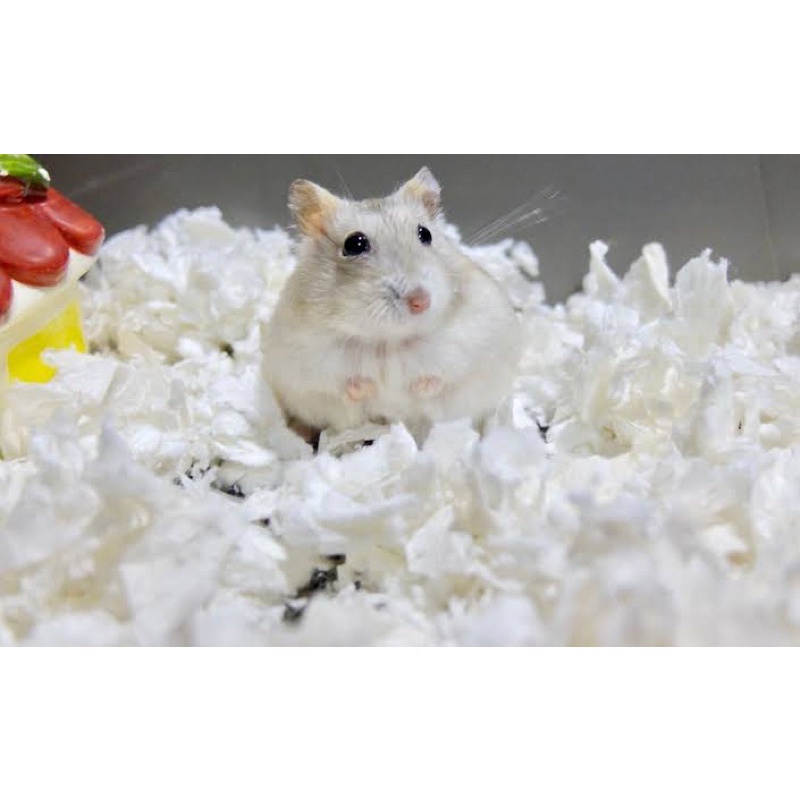 HAMSTER BEDDING TISSUE / BEDDING TISSUE