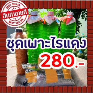 ชุดเพาะไรแดงน้ำเขียว ให้อุปกรณ์ครบชุดไม่ต้องซื้อเพิ่ม พร้อมคลิปสอนอย่างละเอียด