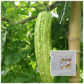 （คุณภาพสูง เมล็ด）เมล็ดมะระจีน เซี่ยงไฮ้ 5 เมล็ด/กะเพรา 0LT6
