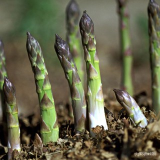 ผลิตภัณฑ์ใหม่ เมล็ดพันธุ์ 10pcs Asparagus Seeds vegetable seeds N1QC คละ สวนครัว คละ สวนครัว/คะน้า FSCP