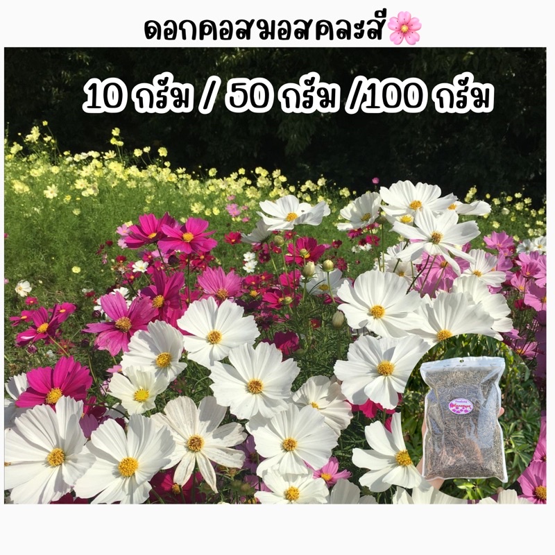 ดอกคอสมอสคละสีขนาด100กรัม ขายส่งคุ้มๆ