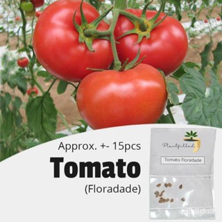 ผลิตภัณฑ์ใหม่ เมล็ดพันธุ์ จุดประเทศไทย ❤[Plantfilled] Tomato Floradade Seeds | Vegetables - 15 seedsเมล็ดอวบอ้ว /มะเขือ