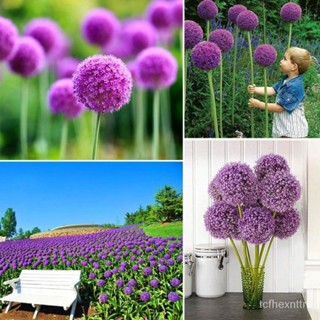 （คุณภาพสูง เมล็ด）100 Pcs Nice Adorable Flower Blooms Scallion Seeds Garden Balcony Ornamental/ง่าย ปลูก สวนครัว /มะเขือ