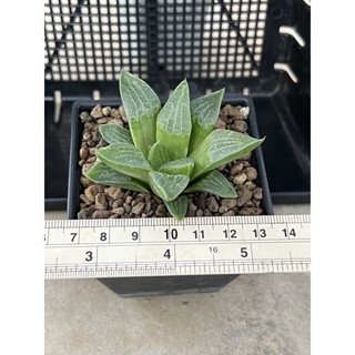 ฮาโวเธีย haworthia ไม้อวบน้ำ