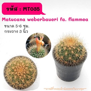 MT035 Matucana weberbaueri fa. flammea  มาตูกาน่า เวเบอ cactus กระบองเพชร แคคตัส กุหลาบหิน พืชอวบน้ำ