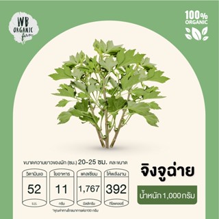 WB Organic Farm จิงจูฉ่าย 1000 กรัม ผักสลัด มาตรฐานออร์แกนิค ปลอดสารพิษ 100%  เก็บใหม่ทุกออเดอร์ เก็บ-แพ็ค-ส่งตรงจากฟา