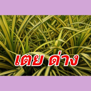 เตยด่าง#ไม้ประดับกลิ่นหอม#ส่งแบบถุงชำ4นิ้ว