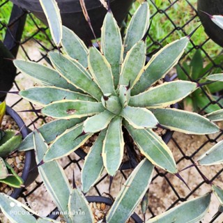 #Agave macroacantha Blue Ribbon