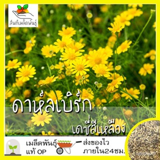 ผลิตภัณฑ์ใหม่ เมล็ดพันธุ์ 2022เมล็ดอวบอ้วน ดอกดาห์ลเบิร์ก เดซี่สีเหลือง 200 เมล็ด Dahlberg Daisy เมล็ดอวบอ้วนแท /งอก OPQ