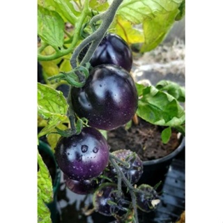 เมล็ดพันธุ์มะเขือเทศสีม่วง บลู บายู (Blue Bayou Tomato Seed) บรรจุ 25 เมล็ด ของแท้ คุณภาพดี ราคาถูก นำเข้าจากต่างประเทศ