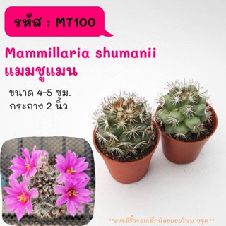 MT100 Mammillaria shumanii แมมมิลลาเรีย ชูแมน ไม้เมล็ด cactus กระบองเพชร แคคตัส กุหลาบหิน พืชอวบน้ำ